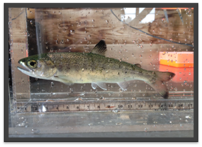 A Coho Salmon Smolt at the Hatchery - Measuring tape next to the glass tank . Smolt is small, is silver and golden in color with green gray spots.